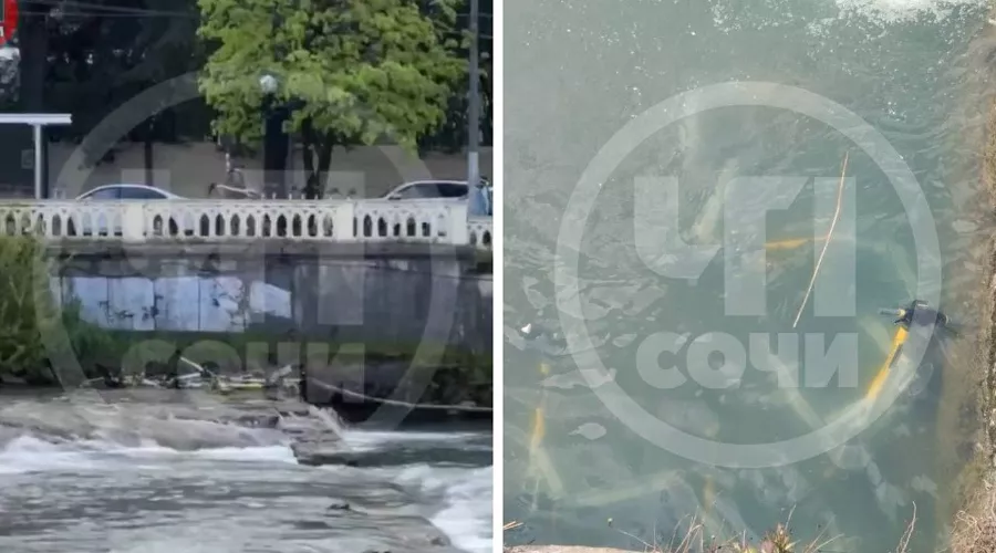  &copy;&nbsp;Скриншоты фото из телеграм-канала &laquo;ЧП Сочи&raquo;