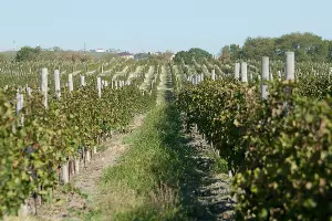 Сбор винограда в Краснодарском крае &copy;&nbsp;Влад Александров, ЮГА.ру