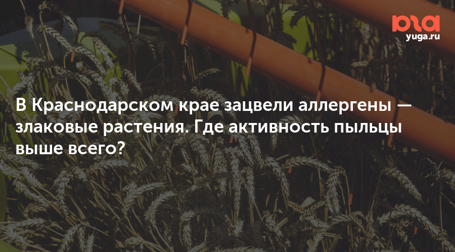 В Краснодарском крае зацвели аллергены — злаковые растения. Где активность пыльцы выше всего?