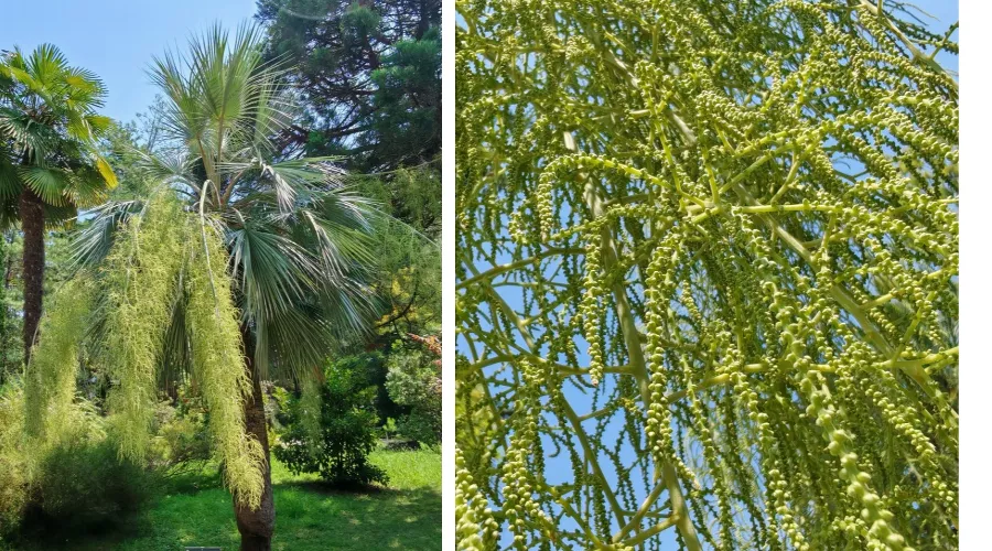  &copy;&nbsp;Фото предоставлены пресс-службой Сочинского национального парка