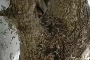 &copy;&nbsp;Скриншот из видео &laquo;Наша Газета&raquo;, https://vk.com/ngnov