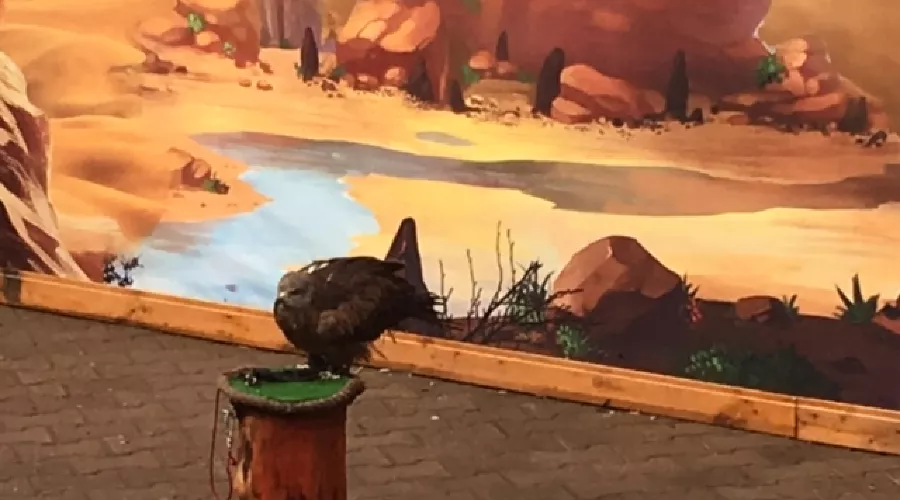 Совариум &copy;&nbsp;Фото Юга.ру