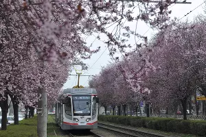 Цветение сливы &laquo;писсарди&raquo; на улице Ставропольской в Краснодаре &copy;&nbsp;Фото Марины Солошко, Юга.ру