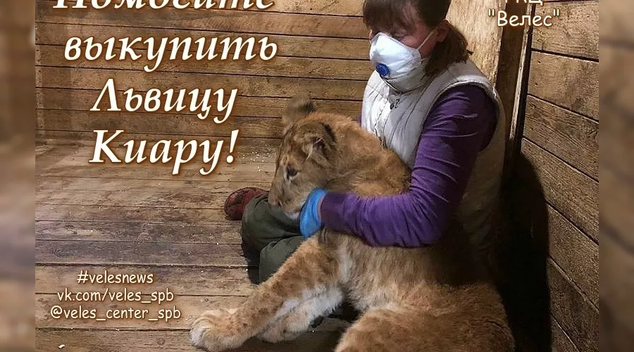  &copy;&nbsp;Фото со страницы vk.com/veles_spb