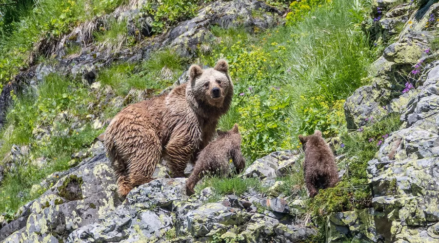  &copy;&nbsp;Фото с сайта kgpbz.ru
