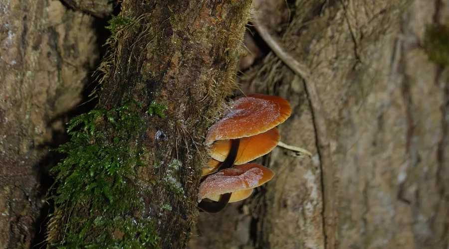 Зимний опенок &copy;&nbsp;Фото пресс-службы Сочинского нацпарка