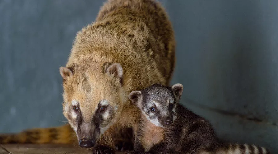  &copy;&nbsp;Фото пресс-службы Ростовского зоопарка