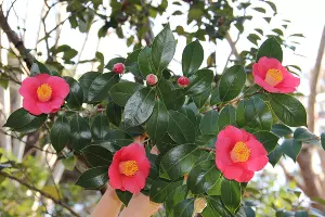 Камелия японская &copy;&nbsp;Фото пресс-службы Сочинского нацпарка