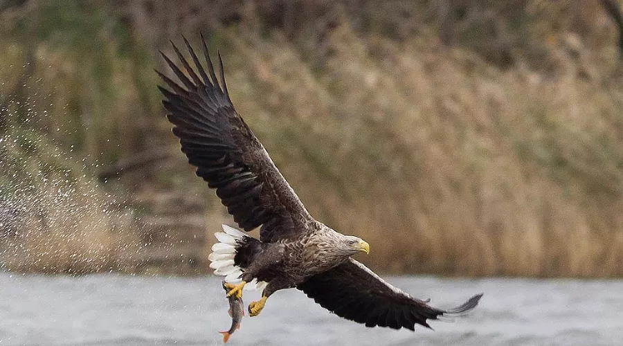  &copy;&nbsp;Фото с сайта animalbox.ru