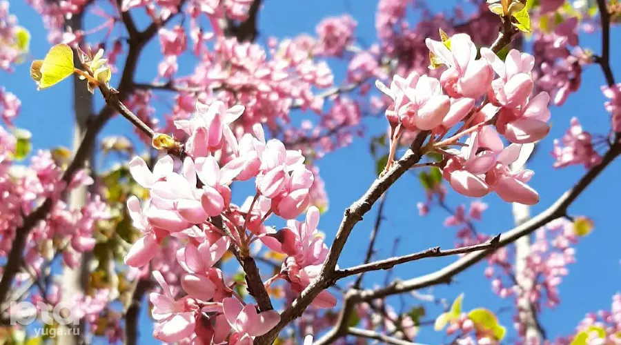  &copy;&nbsp;Фото Анны Петровой, Юга.ру