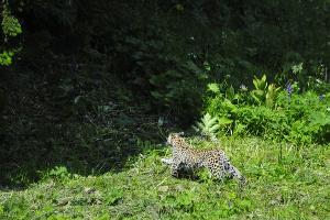 Леопард © Фото пресс-службы Кавказского заповедника