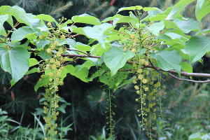 Ландышевое дерево © Фото пресс-службы Сочинского нацпарка