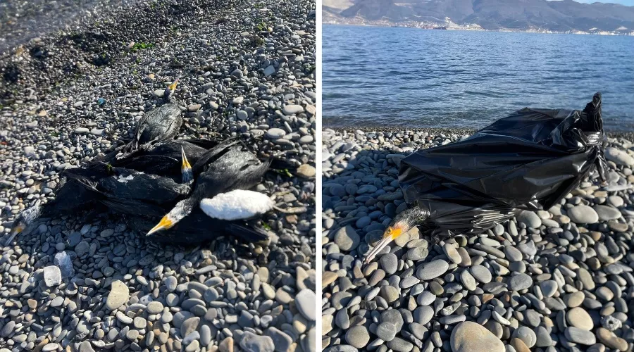  &copy;&nbsp;Коллаж из скриншотов фото из телеграм-канала &laquo;Суджукская лагуна #битвазапроран&raquo;