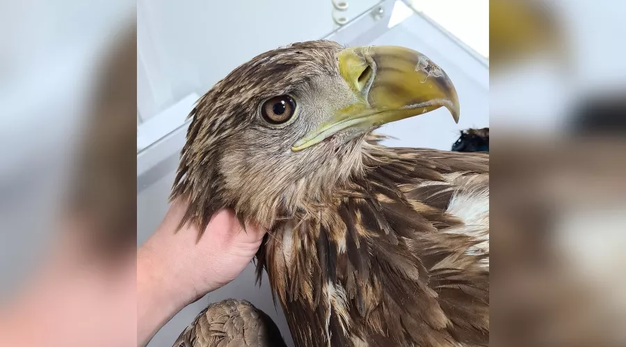  &copy;&nbsp;Фото со страницы instagram.com/help_birds_krd