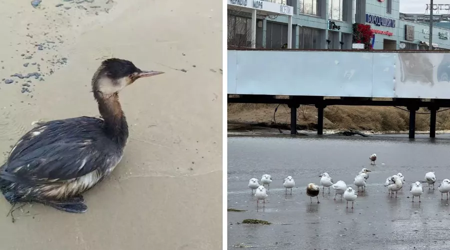  &copy;&nbsp;Скриншоты видео из телеграм-канала Юрия Озаровского https://t.me/MoreOz