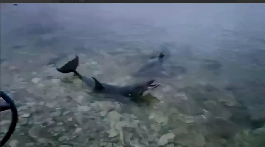  © Скриншот видео из телеграм-канала «ЧП Севастополь», t.me/chp_sevastopol