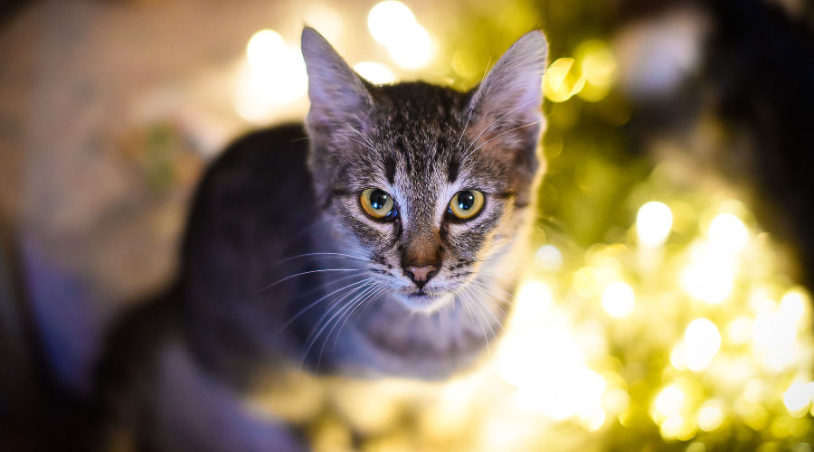  © Фото Елены Синеок, Юга.ру