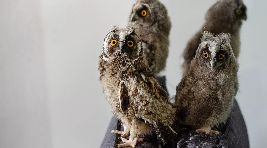  &copy;&nbsp;Фото из группы &laquo;"Рио" — Помощь диким птицам Краснодар&raquo;, vk.com/riokrasnodar23