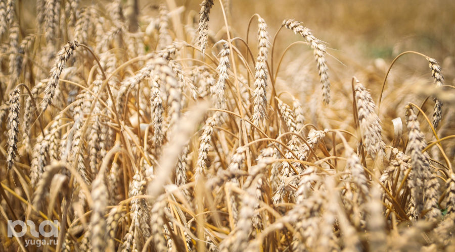 Пшеница © Фото Елены Синеок, Юга.ру