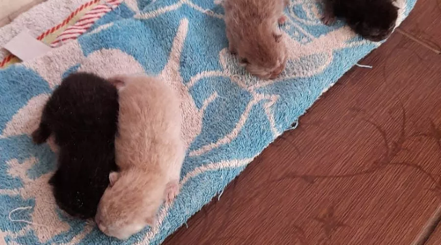  &copy;&nbsp;Фото из инстаграма главы МБУ ПАСС &laquo;Служба спасения&raquo; Новороссийска Алексея Одерова, instagram.com/alekseioderov/