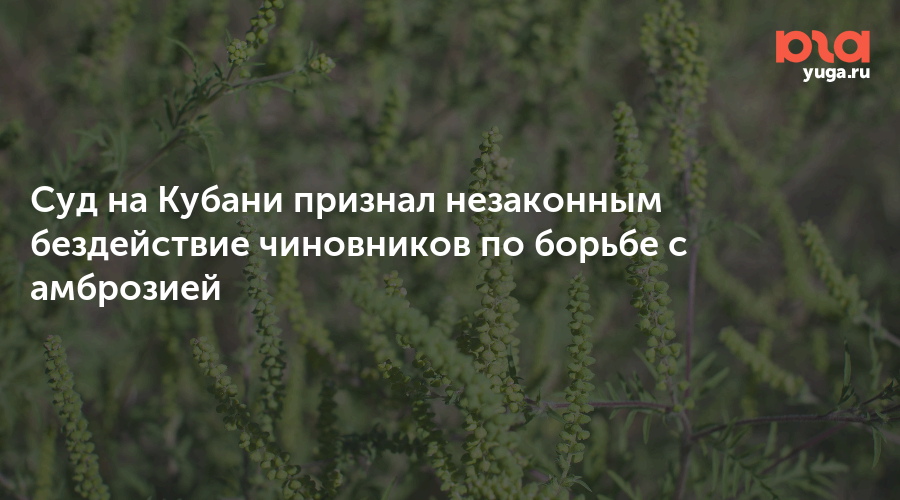 Суд на Кубани признал незаконным бездействие чиновников по борьбе с амброзией