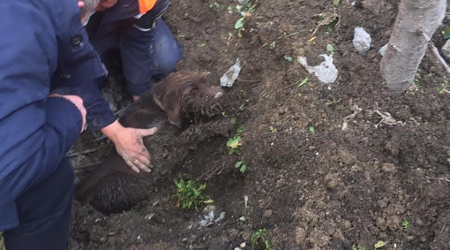 Спасение собаки в Новороссийске &copy;&nbsp;Фото со страницы instagram.com/alekseioderov