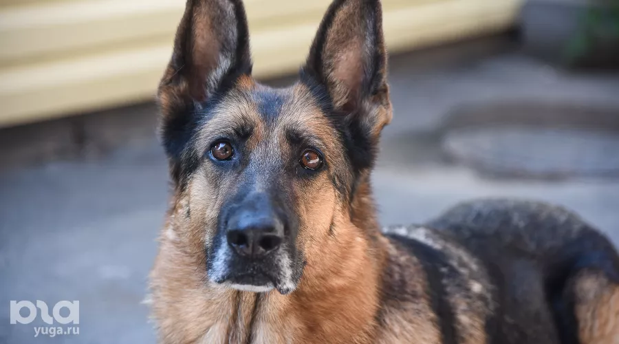  &copy;&nbsp;Фото Елены Синеок, Юга.ру