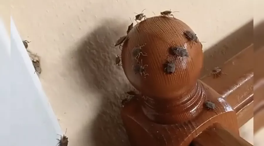  &copy;&nbsp;Скриншот видео из инстаграма &laquo;Типичный Апшеронск&raquo;, instagram.com/tipich_apsheronsk