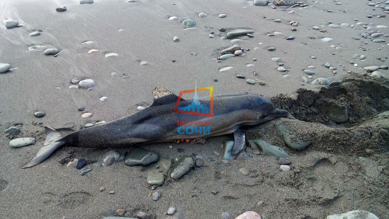 Киты выбрасываются на берег. Дельфины выбросились на берег. Почему умирают дельфины. Дельфин выбросился на берег. Вымирание морских животных.