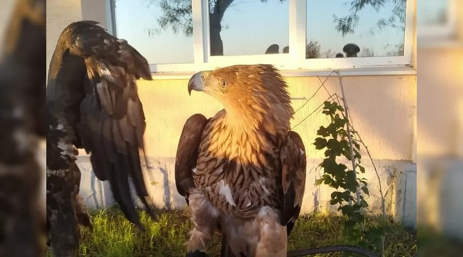  &copy;&nbsp;Фото пресс-службы ОМВД Анапы