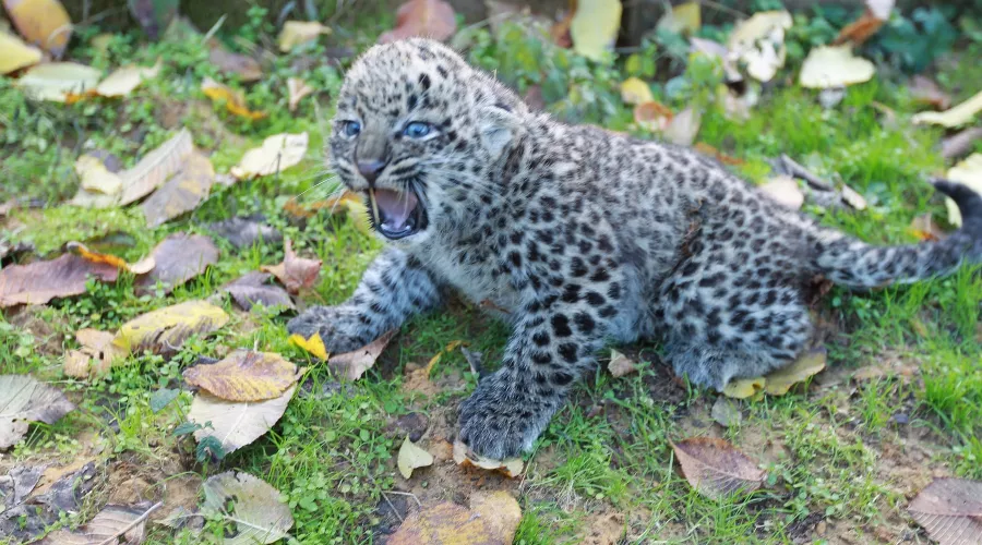  &copy;&nbsp;Фото пресс-службы Сочинского нацпарка