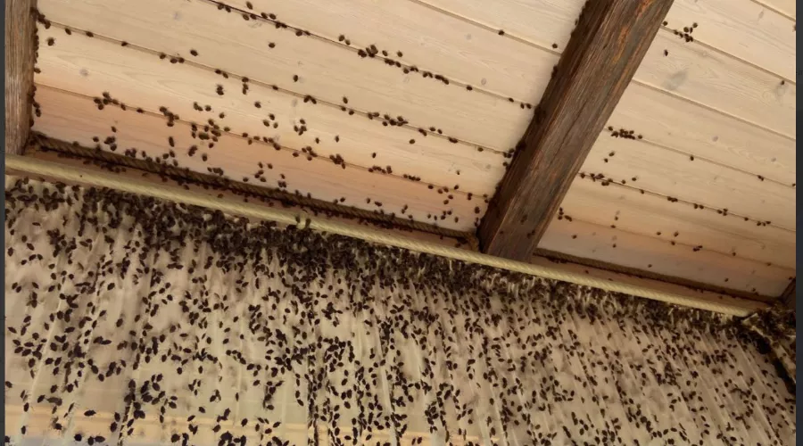  &copy;&nbsp;Скриншот из телеграм-канала &laquo;Лайф Апшеронск&raquo; https://t.me/life_apsheronsk/31579