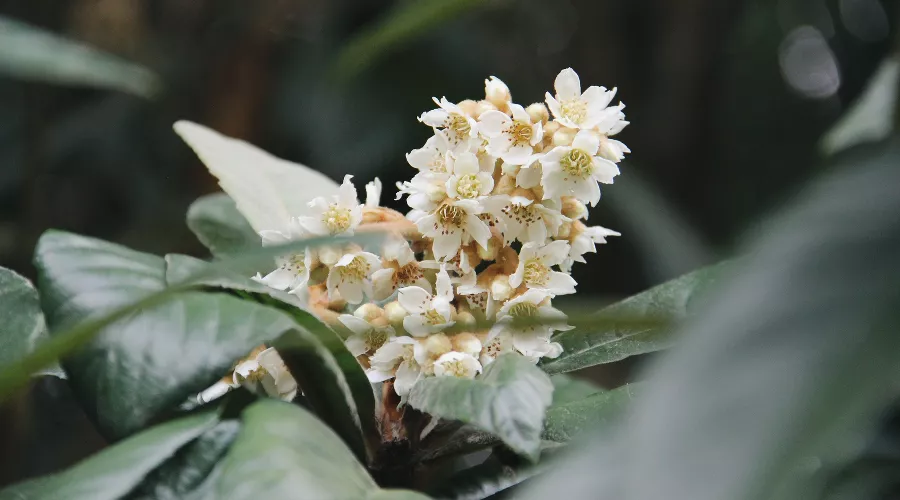 Мушмула &copy;&nbsp;Фото пресс-службы Сочинского нацпарка