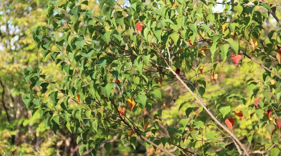  &copy;&nbsp;Фото пресс-службы Сочинского нацпарка