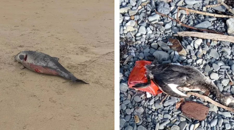  &copy;&nbsp;Скриншоты фото из телеграм-каналов &laquo;Юрий Озаровский Анапа Витязево Джемете&raquo; и &laquo;Макс Анапский&raquo;