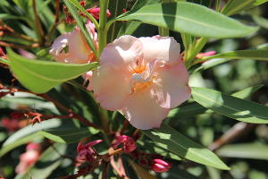 Олеандр © Фото пресс-службы Сочинского нацпарка