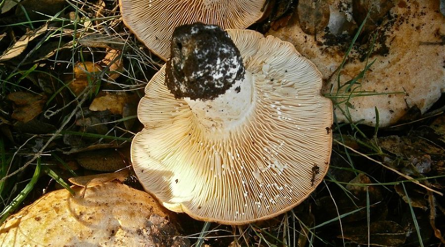  &copy;&nbsp;Фото с сайта pixabay.com