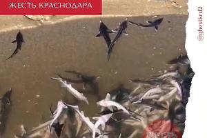  © Скриншот видео из телеграм-канала «Жесть Краснодара и края», t.me/ghestkrd