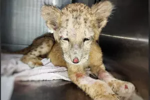  &copy;&nbsp;Скриншот из телеграм-канала парка львов &laquo;Земля прайда&raquo; https://t.me/lions_moscow/1694