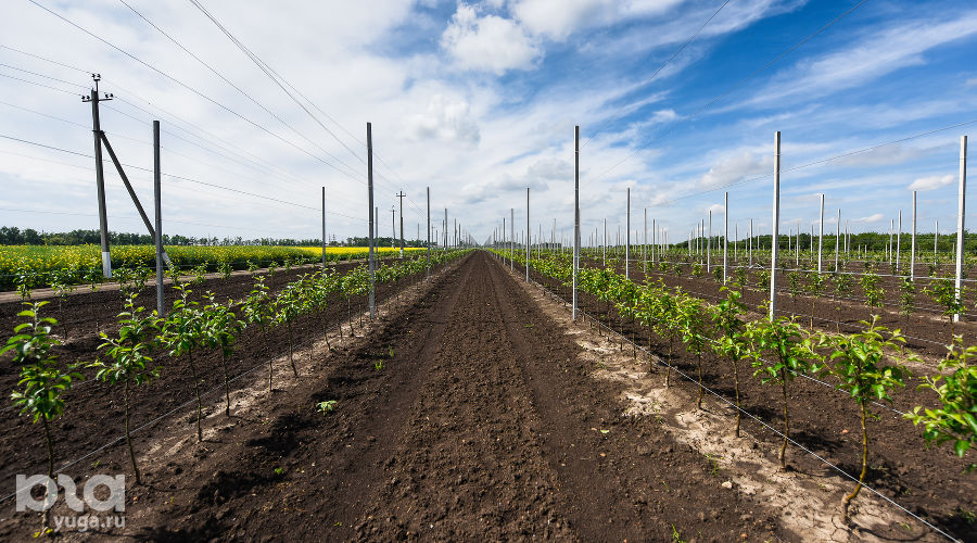  © Фото Елены Синеок, Юга.ру