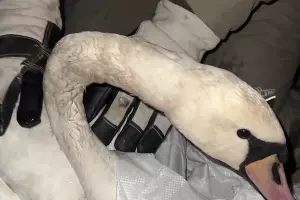  &copy;&nbsp;Скриншот видео из телеграм-канала t.me/Klimovnews