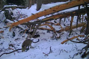 Переднеазиатский леопард &copy;&nbsp;Фото пресс-службы Кавказского заповедника