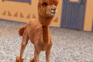  &copy;&nbsp;Фото пресс-службы курорта &laquo;Роза Хутор&raquo;