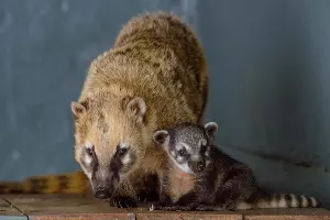  &copy;&nbsp;Фото пресс-службы Ростовского зоопарка