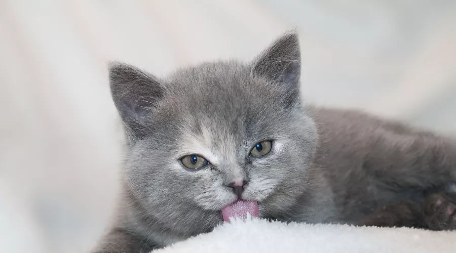 Кошка &copy;&nbsp;Фото с сайта pixabay.com