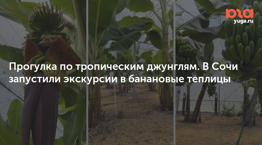 Прогулка по тропическим джунглям. В Сочи запустили экскурсии в банановые теплицы