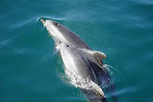  &copy;&nbsp;Фото с сайта pixabay.com