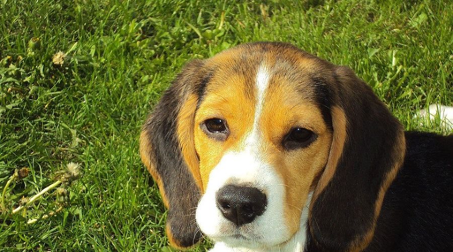  © Фото с сайта pixabay.com