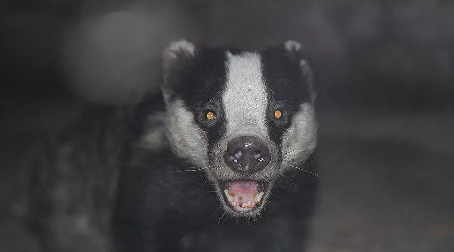 Барсук &copy;&nbsp;Фото PBarlowArt с сайта pixabay.com