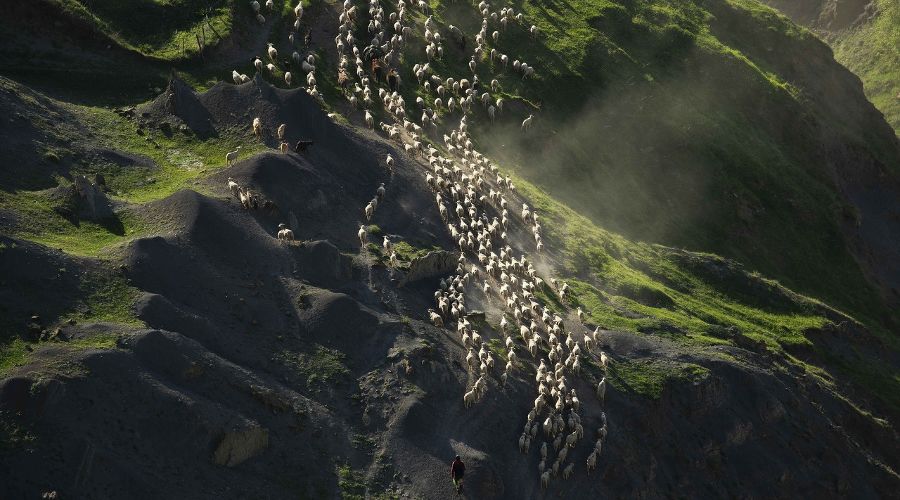 «Перегон овец на летние пастбища», Омар Пакалов © Фото из группы «Клуб National Geographic Россия», vk.com/natgeoru